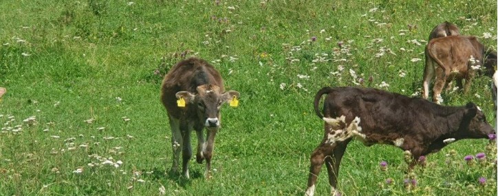 Технологическая поддержка фермеров: «Электропастухи» в приграничном Вагане