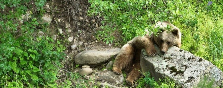 Новые технологии в Армении – на страже дикой природы и фермерских хозяйств