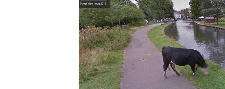  Щепетильный алгоритм Google Street View замазал морду британской коровы
