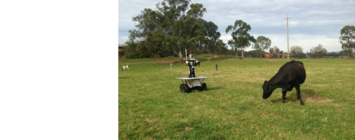  В Австралии провели испытания робота-пастуха (ВИДЕО)
