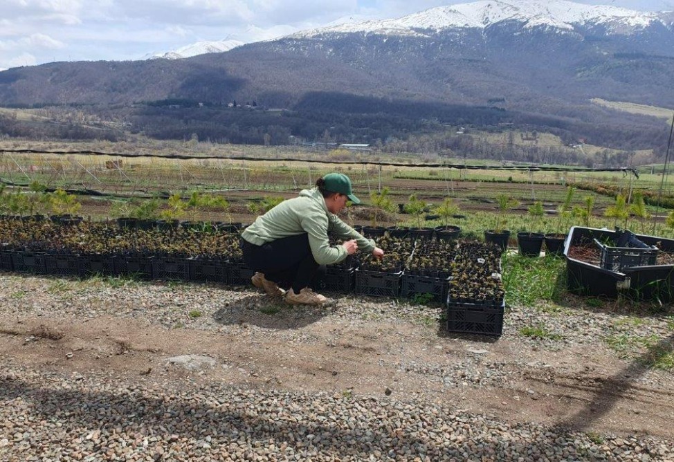 Viva for Armenia with “My Forest Armenia”